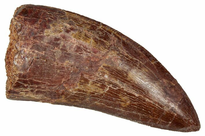 Serrated Carcharodontosaurus Tooth - Real Dinosaur Tooth #341099